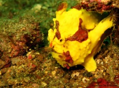 Is it a sponge? Is it a rock? It's a Warty Frogfish! (Antennarius maculatus)