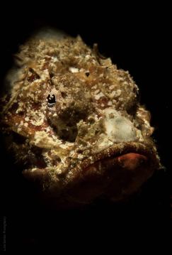 Flasher Scorpiofish (Scorpaenopsis macrochir)