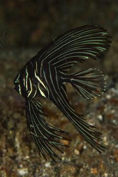Baby Zebra Batfish (Platax batavianus)