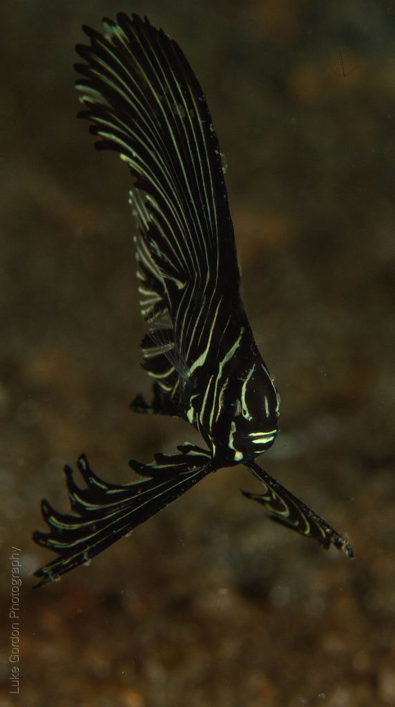 Zebra batfish (Platax batavianus)