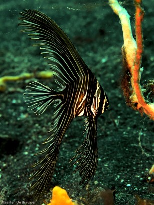 Zebra batfish, large juvenile (12 cm)