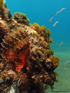 Raggy Scorpionfish (Scorpaenopsis venosa)
