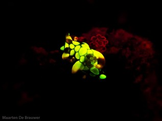 Fluorescent nudibranch (Trapania scurra)