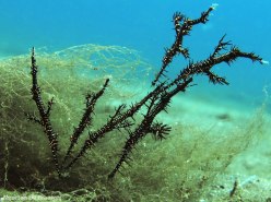 Ghostpipefish party, six Solenostomus paradoxus hanging out