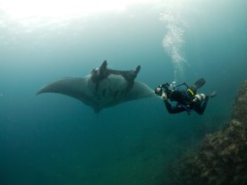 Photographing manta rays in Ecuador