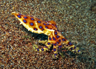 Best of Dauin_Blue ringed octopus_small