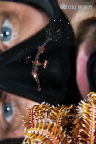 Juvenile Ornate Ghostpipefish (Solenostomus paradoxus) - Picture: Luke Gordon