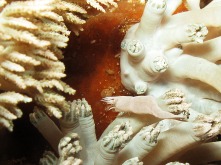 Defensive camouflage: shrimp on soft coral
