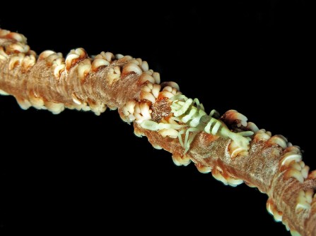Defensive camouflage: shrimp on whip coral