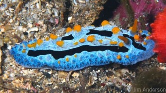 Mullerian mimicry: Phyllidia coelestis. Photo from: www.gastropods.com