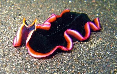 Batesian model: Toxic flatworm. Photo by Jens Petersen via Wikimedia Commons, Creative Commons License.