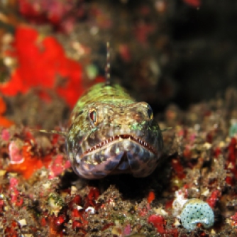 Adult Lizardfish