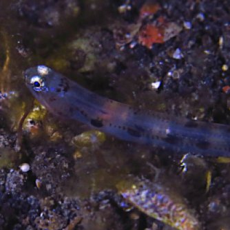 Larval lizardfish, just arrived on the reef