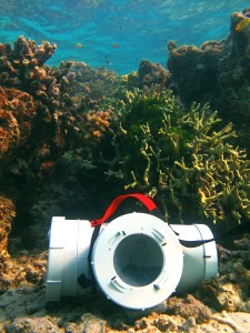 Sentinel trap reef