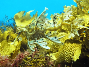Leafy seadragon blending in with the kelp