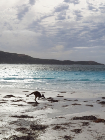 Kangaroo hops away in Lucky Bay