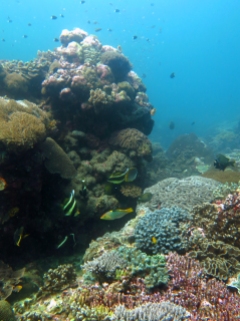 Coral reef near Nusa Laut
